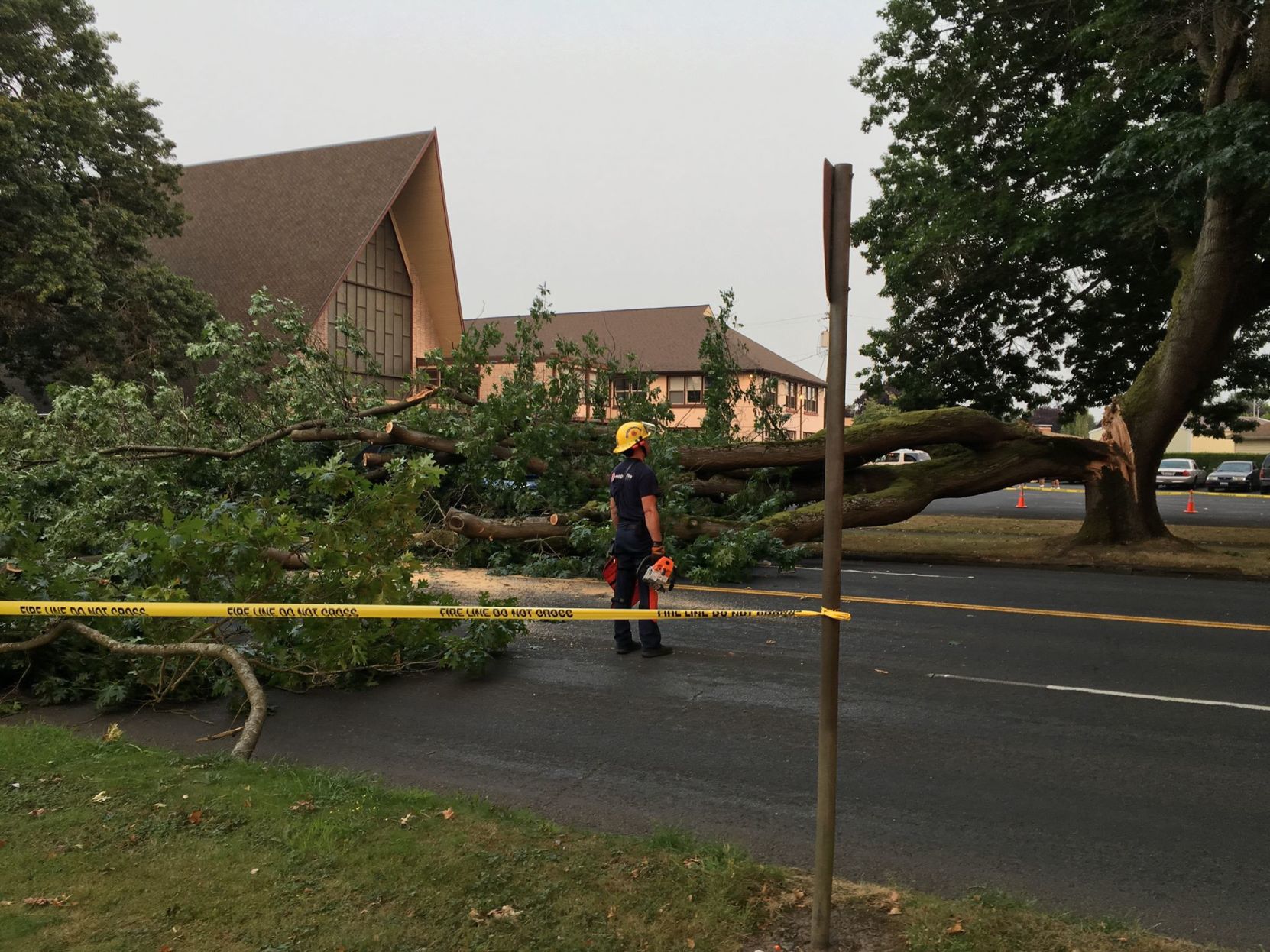 Tree falls on Washington Way
